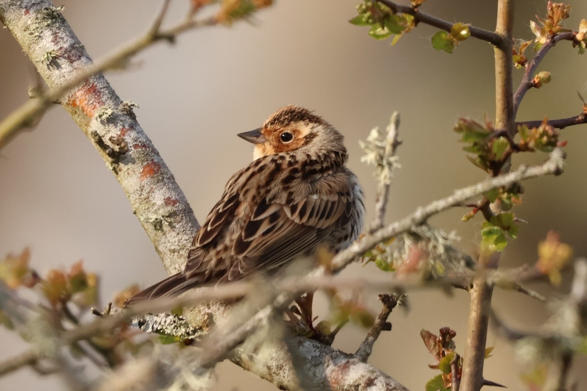 Little Bunting - ML618466319