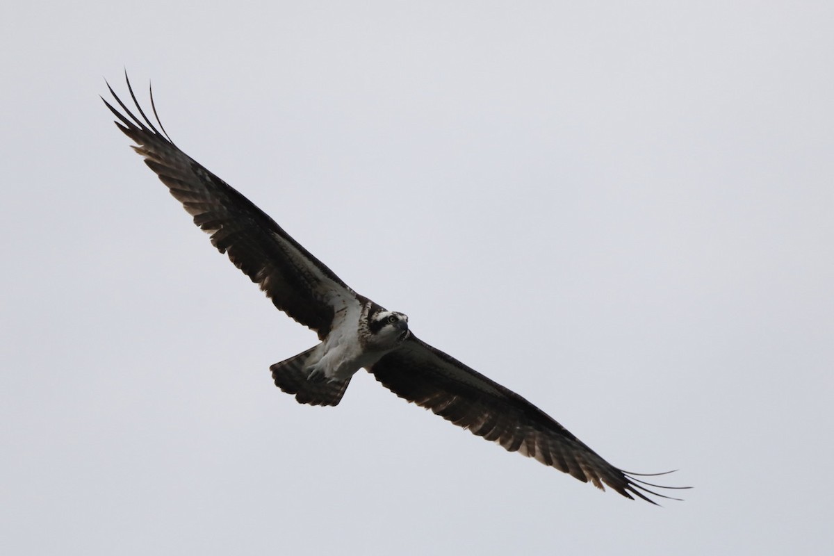 Balbuzard pêcheur - ML618466329