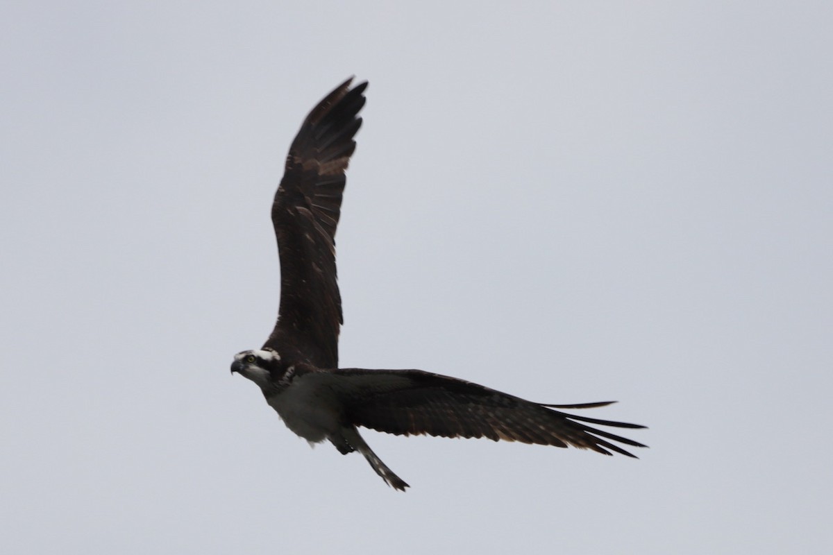 Osprey - Steve McNamara