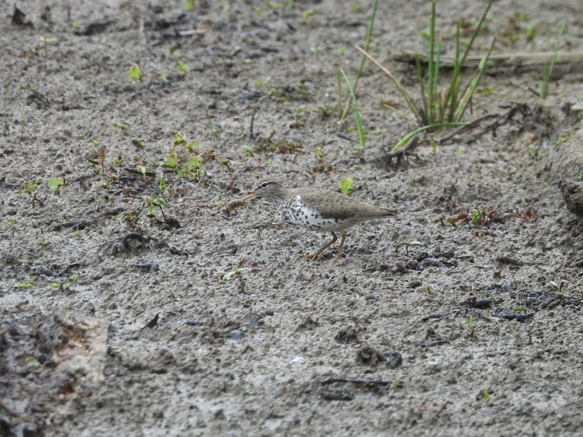 Spotted Sandpiper - ML618466335