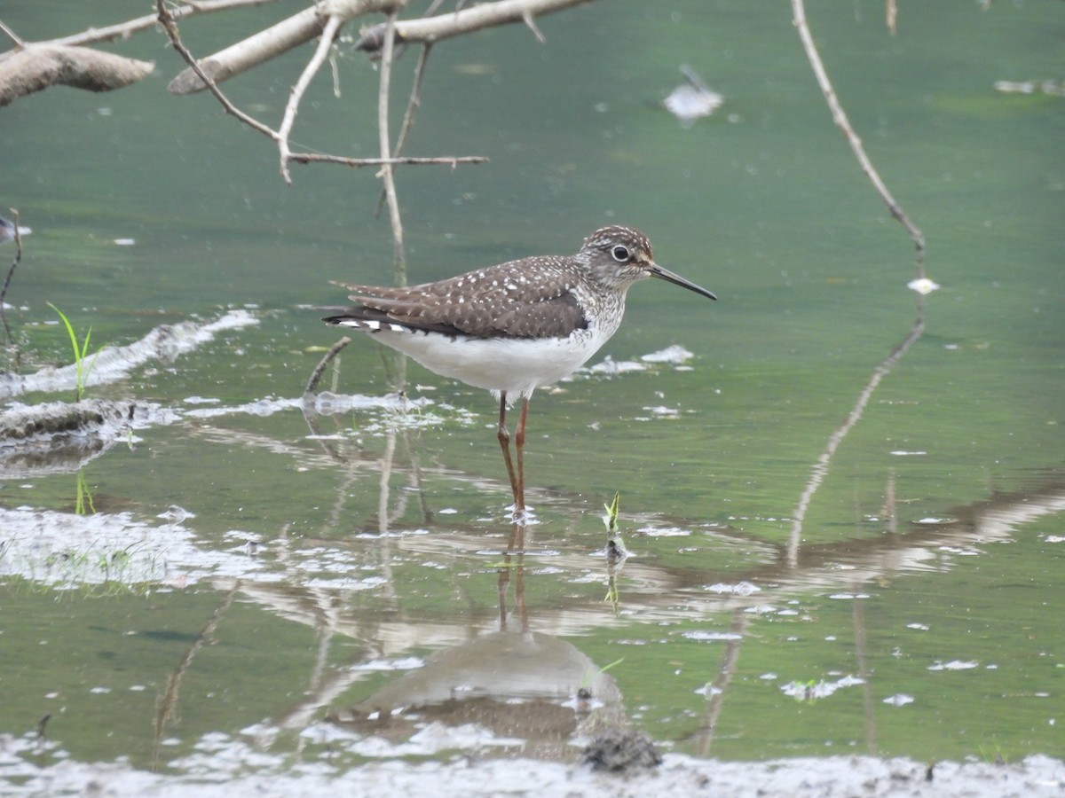 Solitary Sandpiper - ML618466359