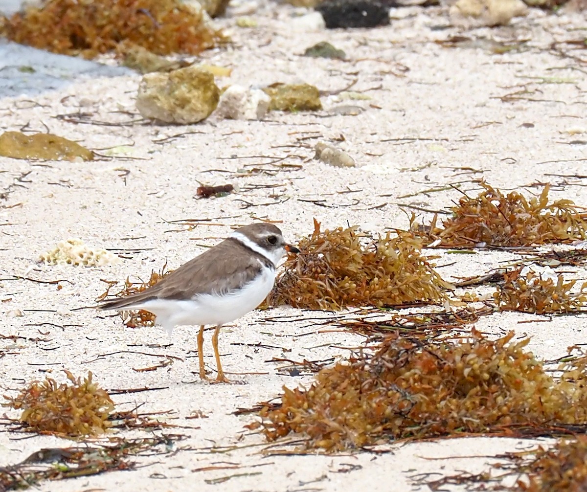 Semipalmated Plover - ML618466372