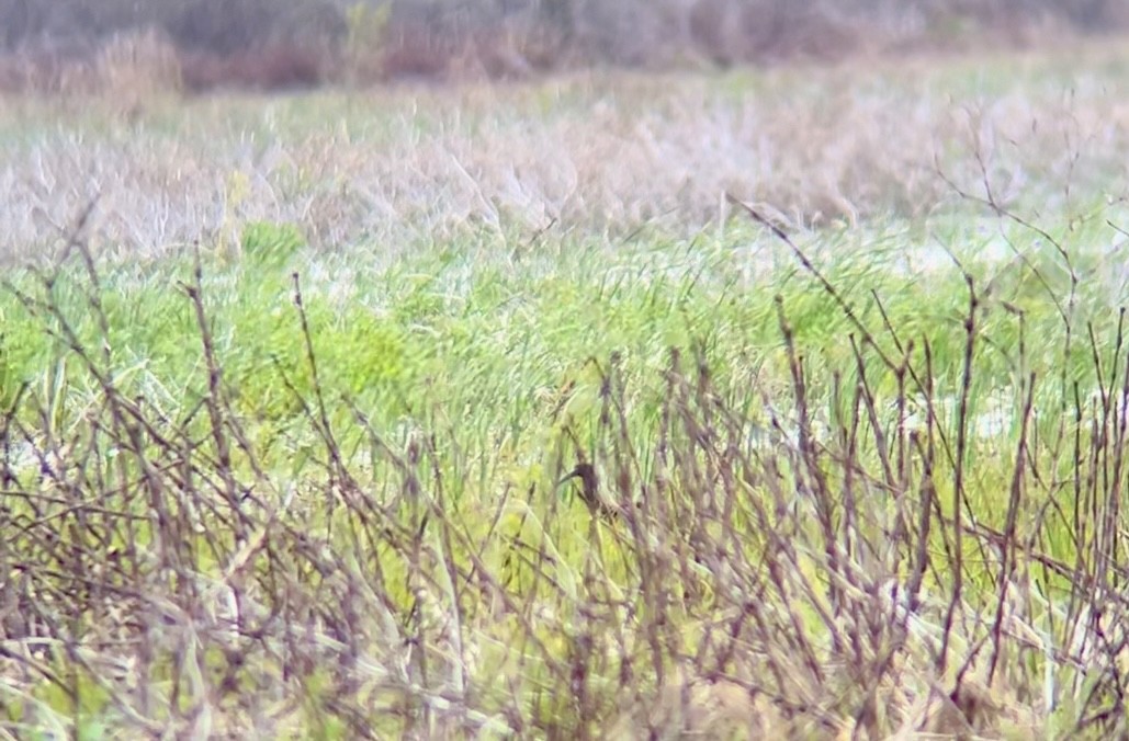 Glossy Ibis - ML618466388