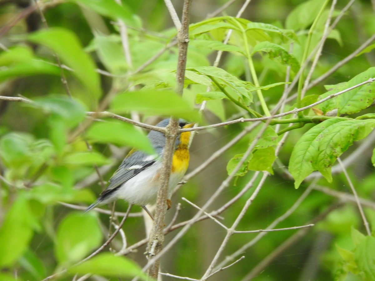 Northern Parula - Joe Sudomir