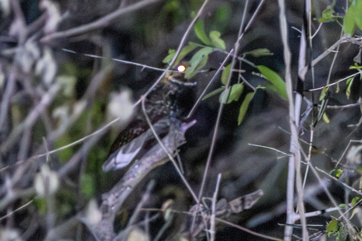 Tawny-collared Nightjar - ML618466446