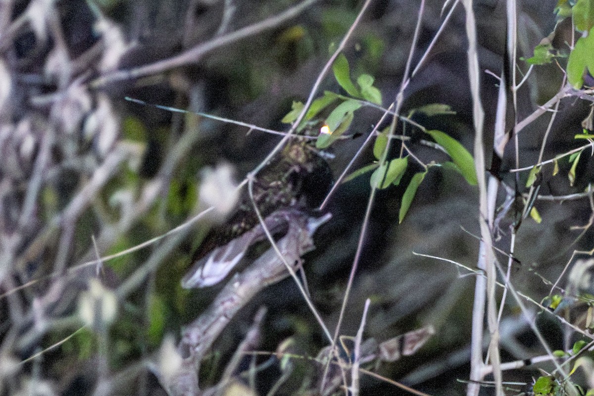 Tawny-collared Nightjar - Ken Chamberlain