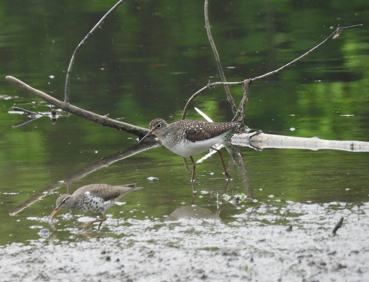 Solitary Sandpiper - ML618466549