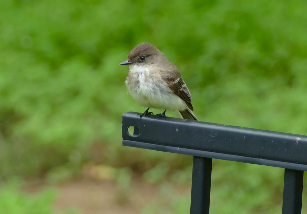 Eastern Phoebe - ML618466606