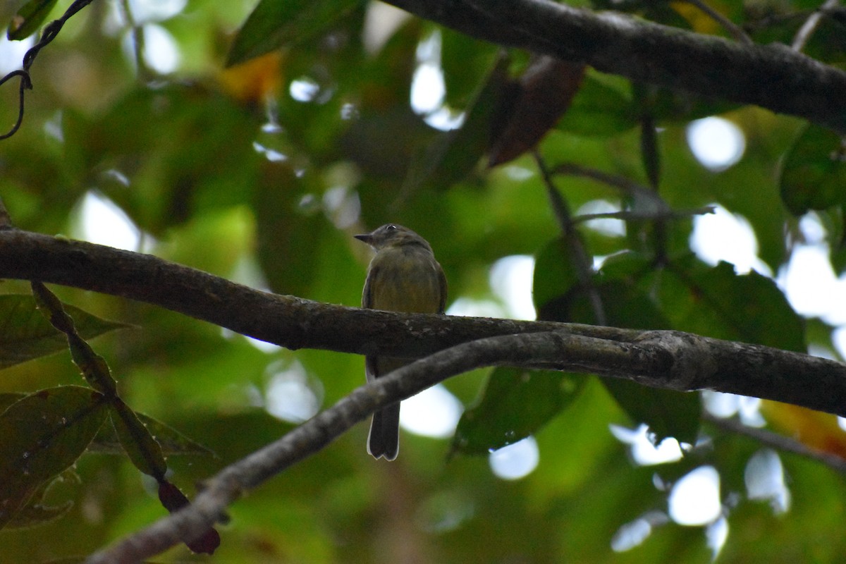 Yellow-crowned Elaenia - Matthew Voelker