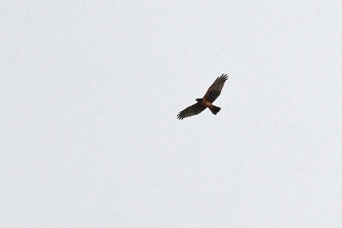 Northern Harrier - David M. Bell