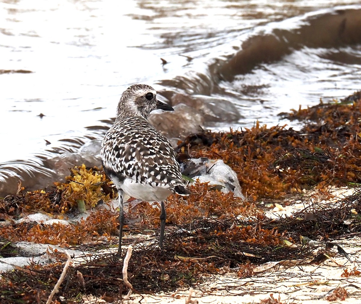 Black-bellied Plover - ML618466652