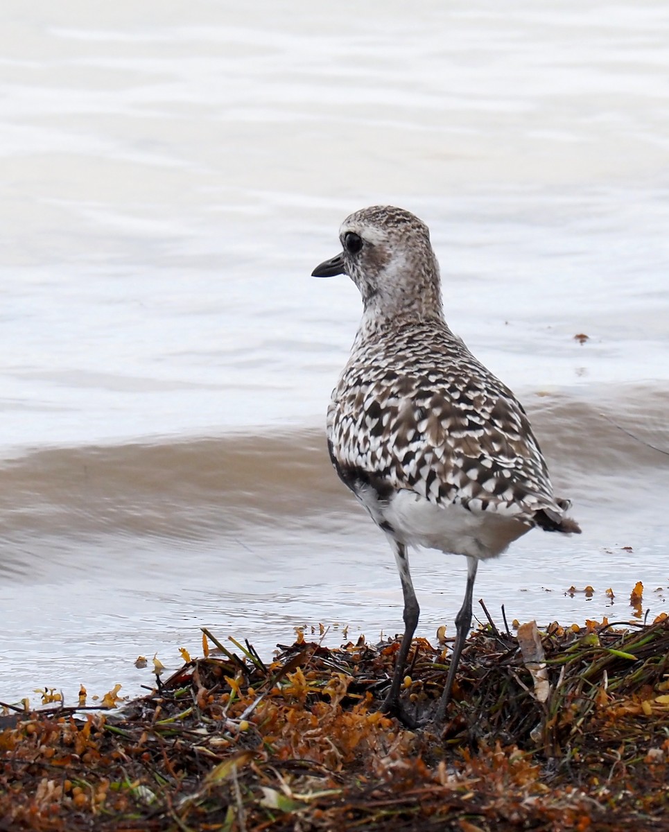 Black-bellied Plover - ML618466653