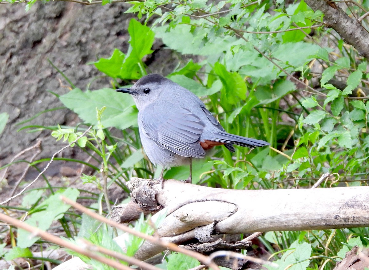 Gray Catbird - Nick Dawson