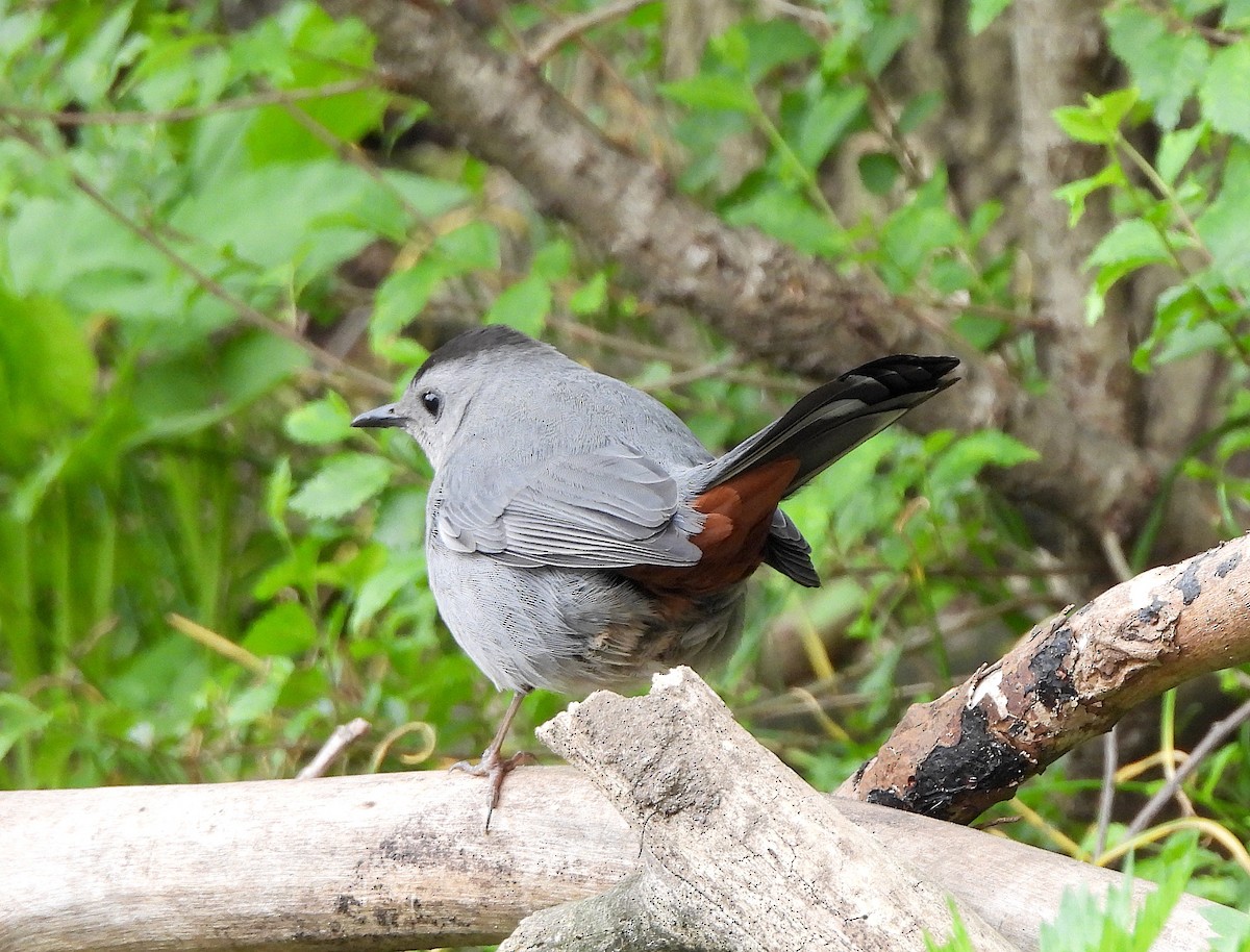 Gray Catbird - ML618466674