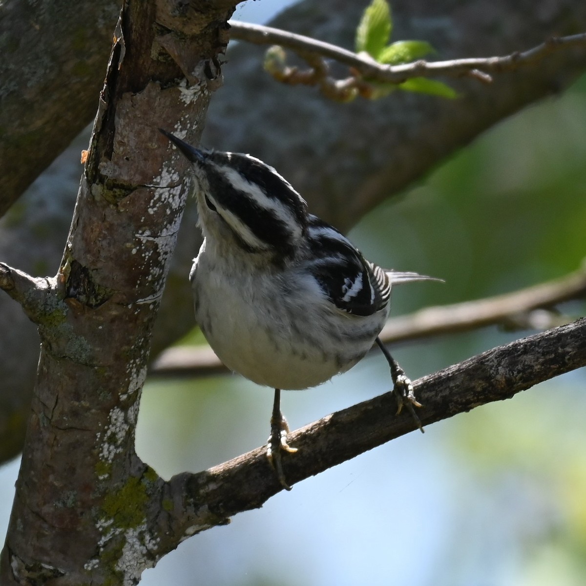 Black-and-white Warbler - Robert Perez