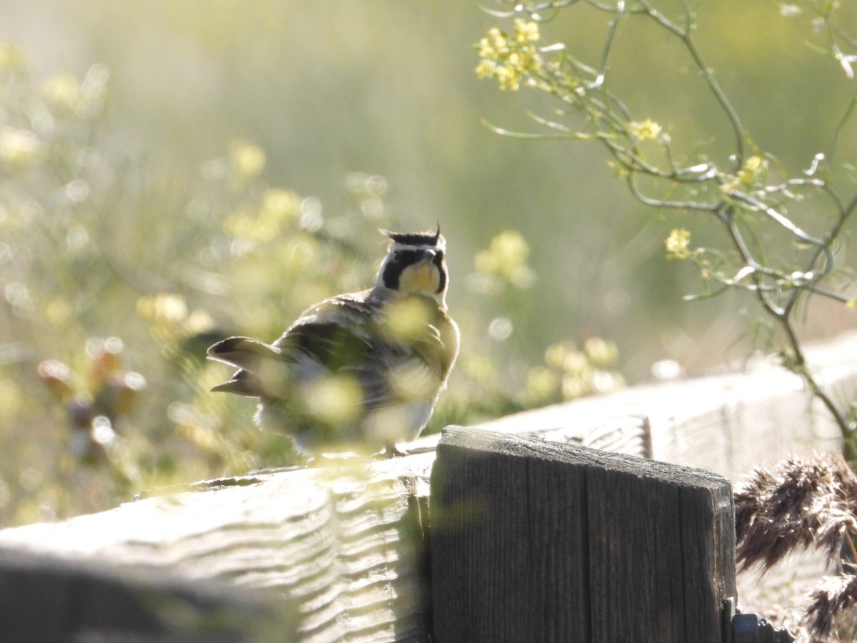 Horned Lark - Bill Holland