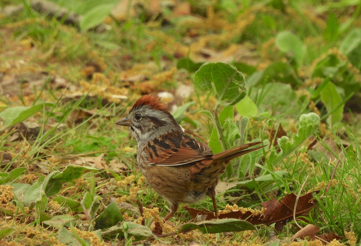 Swamp Sparrow - Nick Dawson