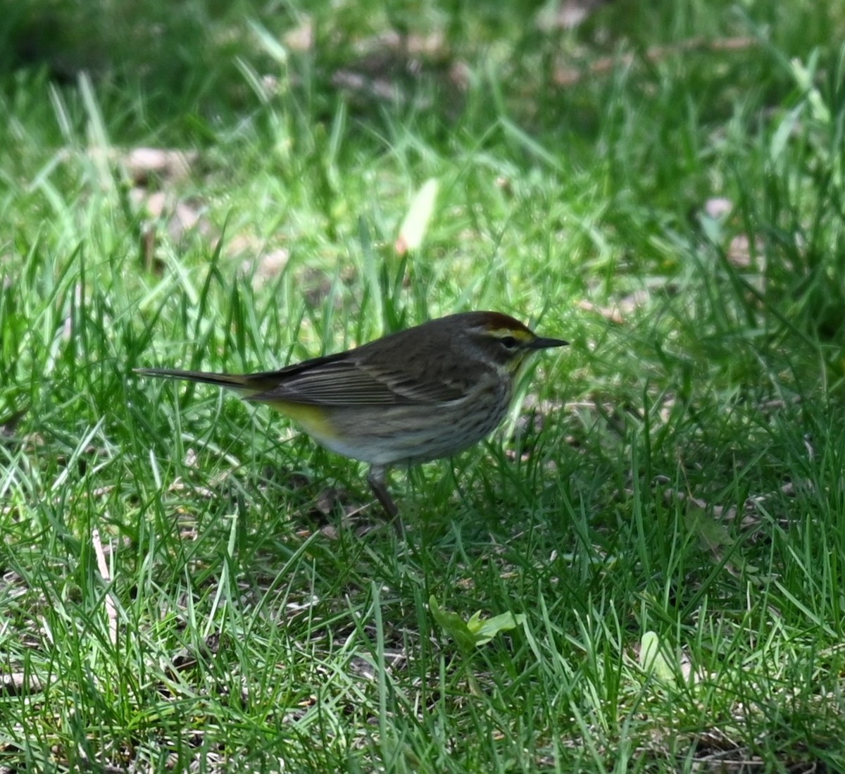 Palm Warbler - Robert Perez