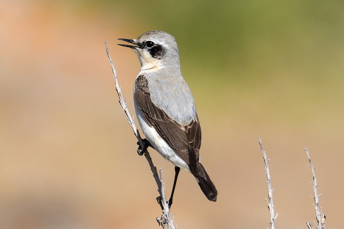 Northern Wheatear - ML618466708