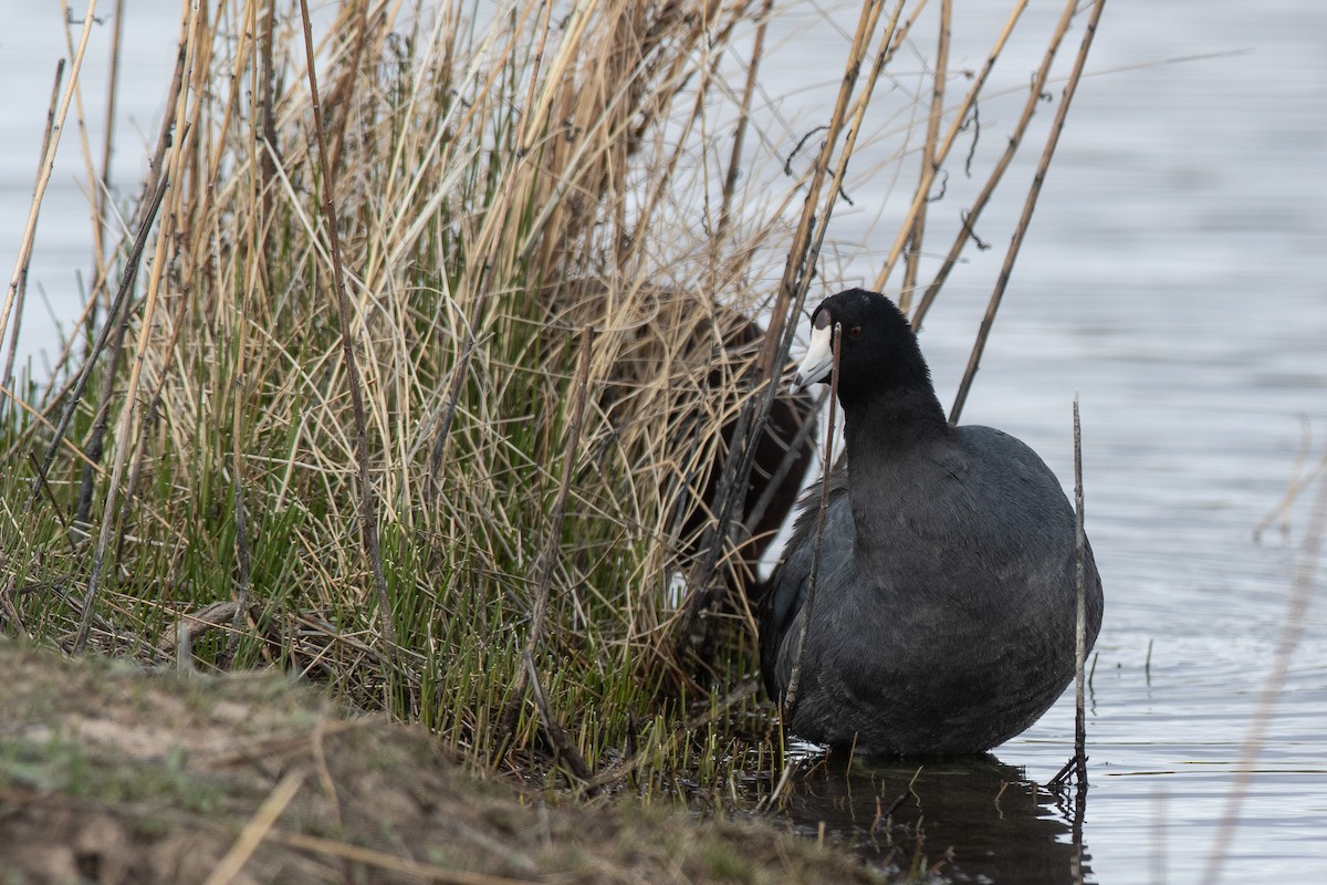 American Coot - J.B. Churchill