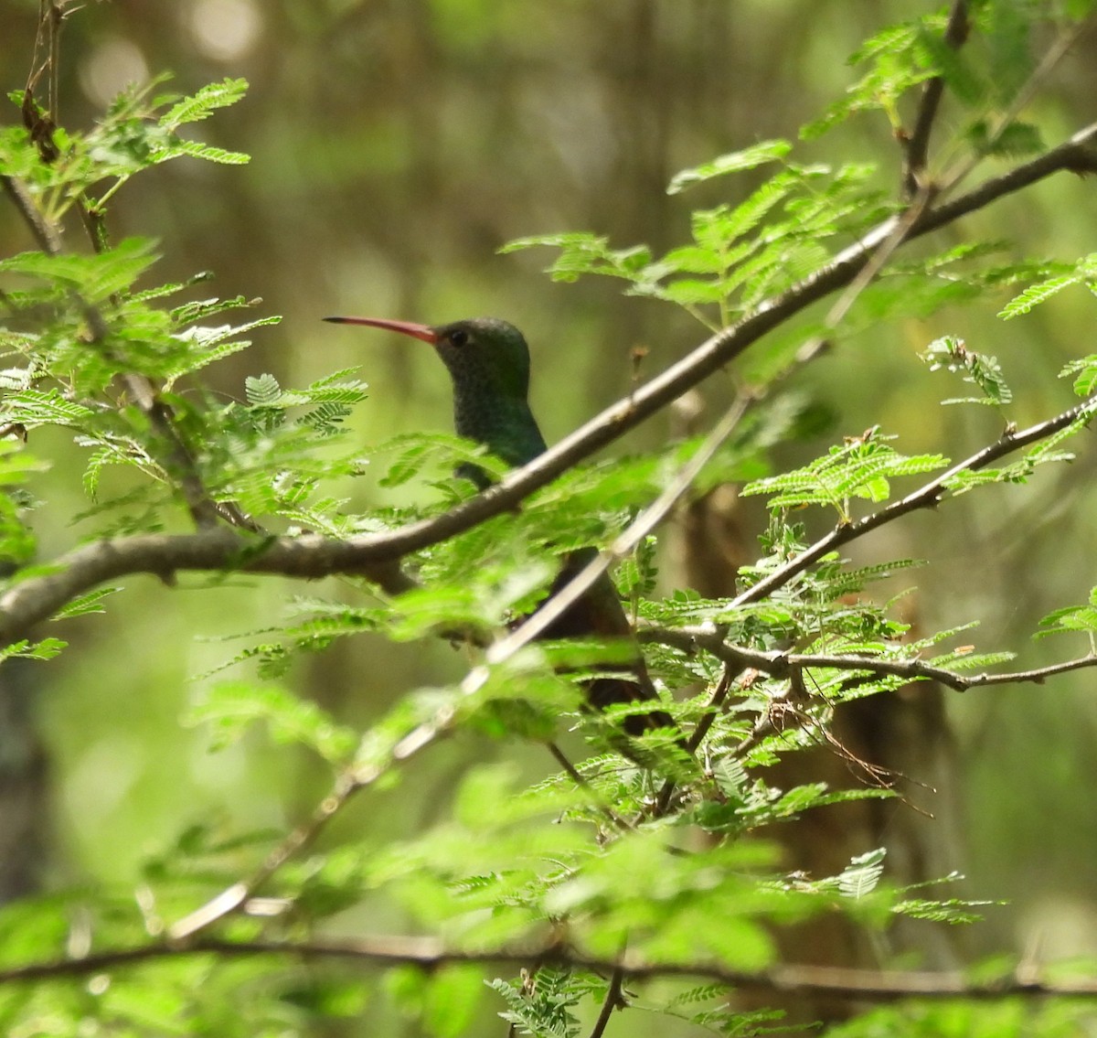 kolibřík yukatanský - ML618466746