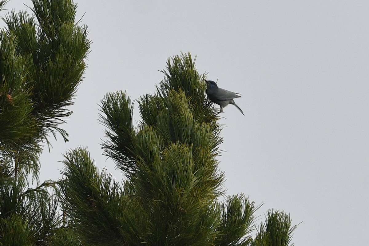 Pinyon Jay - ML618466748