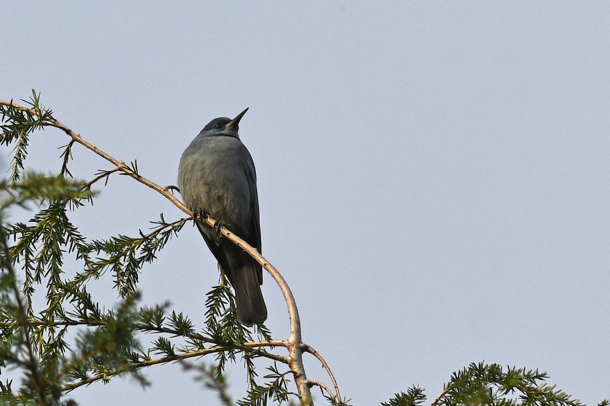 Pinyon Jay - ML618466749