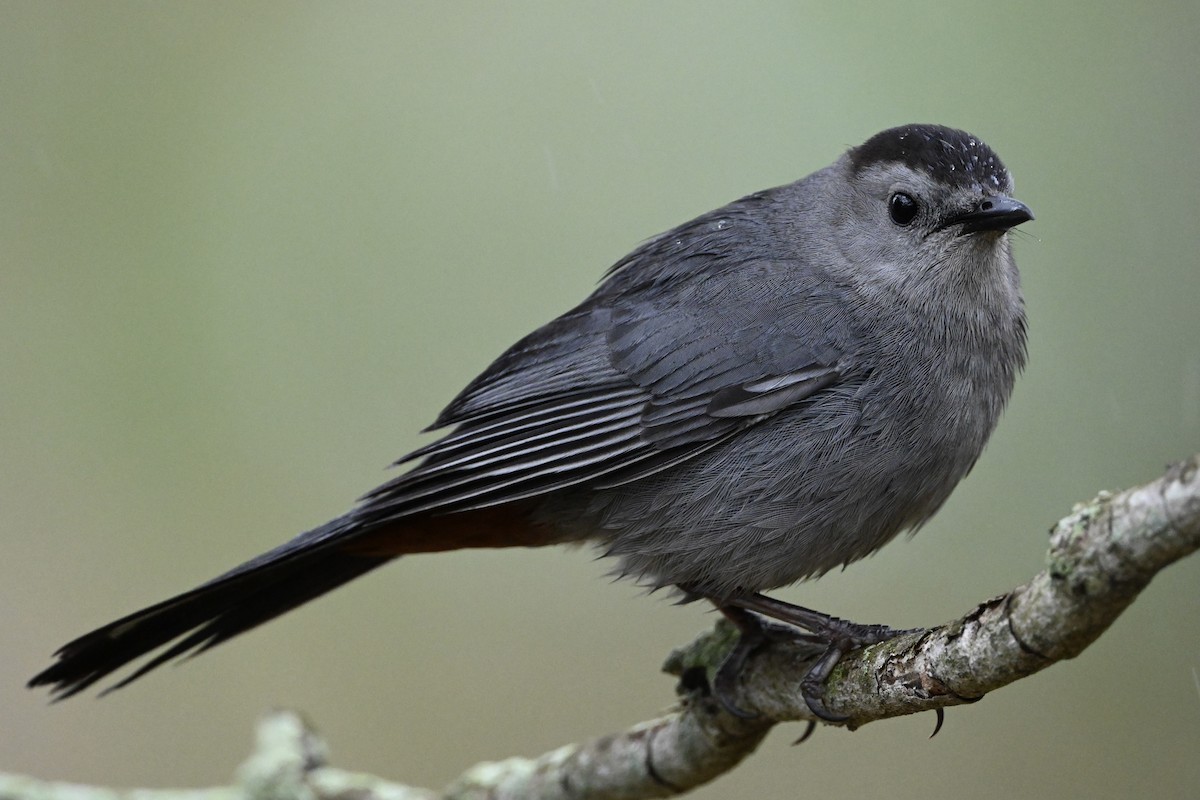 Gray Catbird - David Napravnik