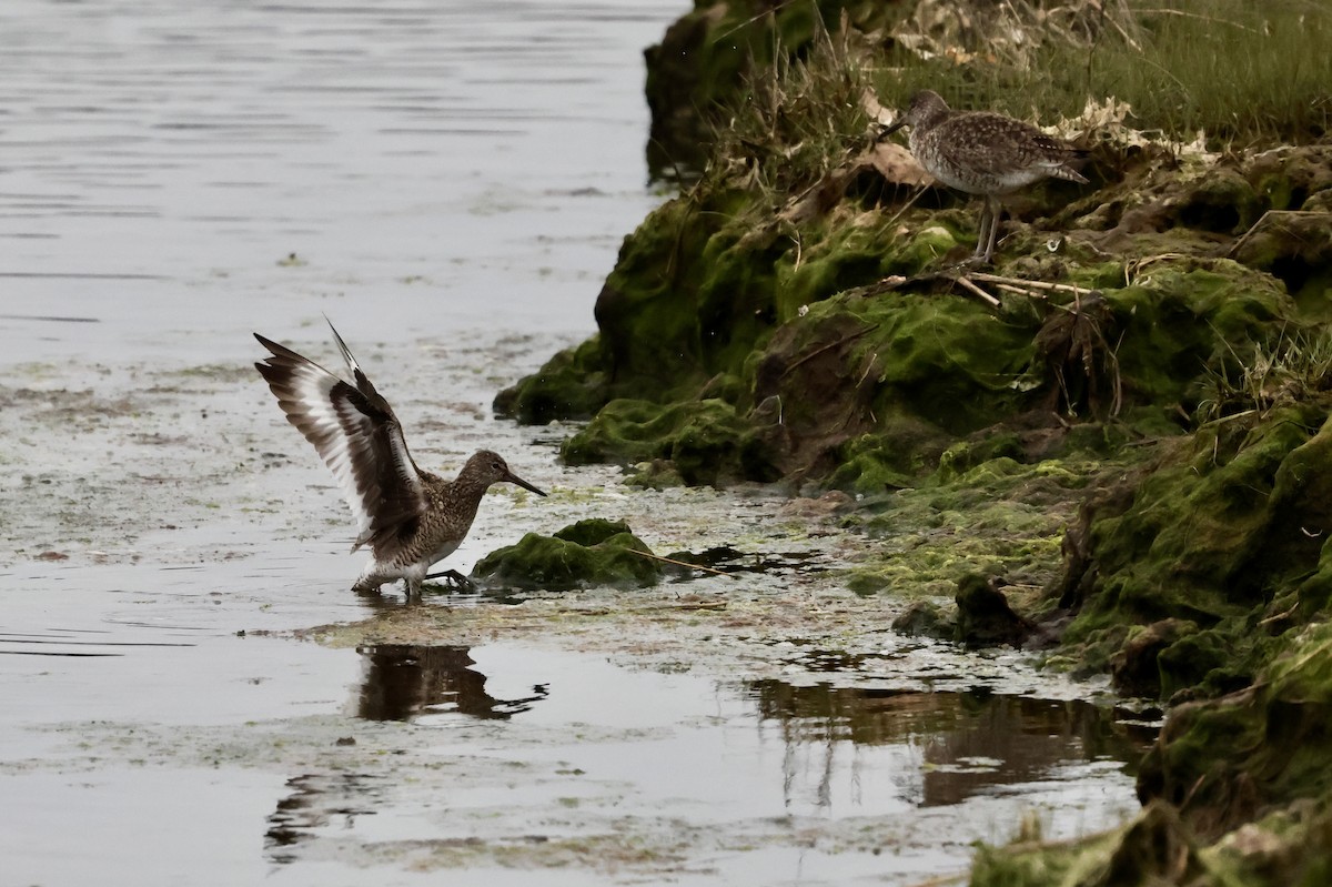 Willet - Lisa Goodwin