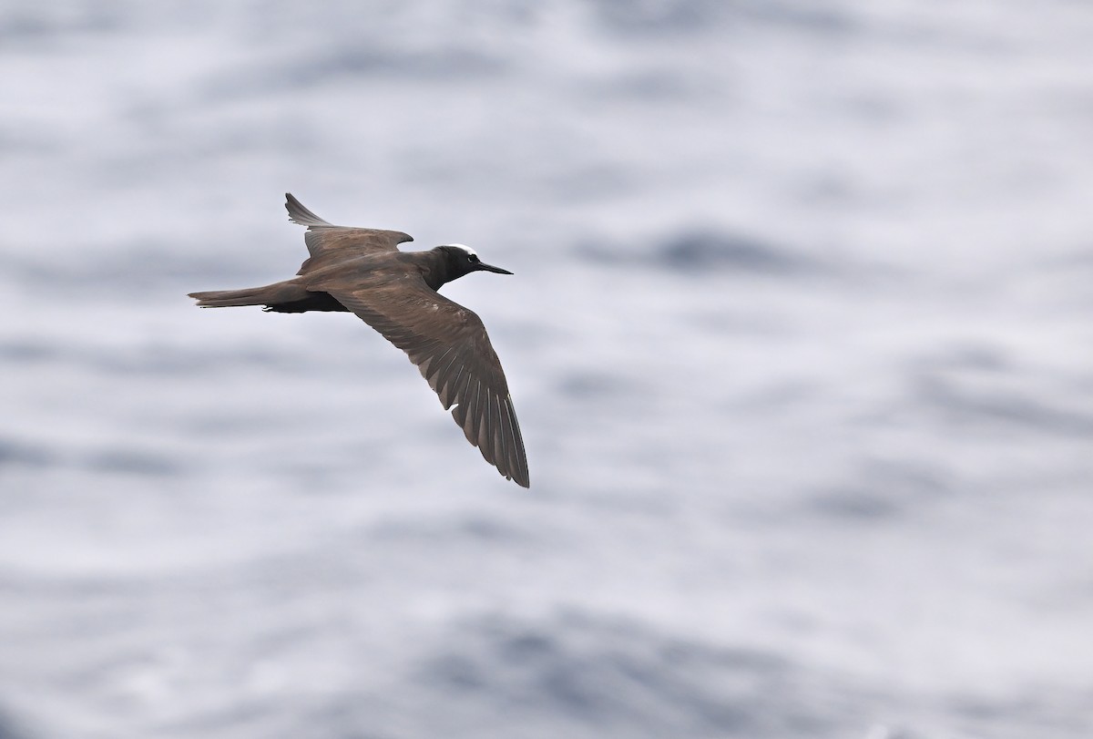 Black Noddy - Albert Tsai