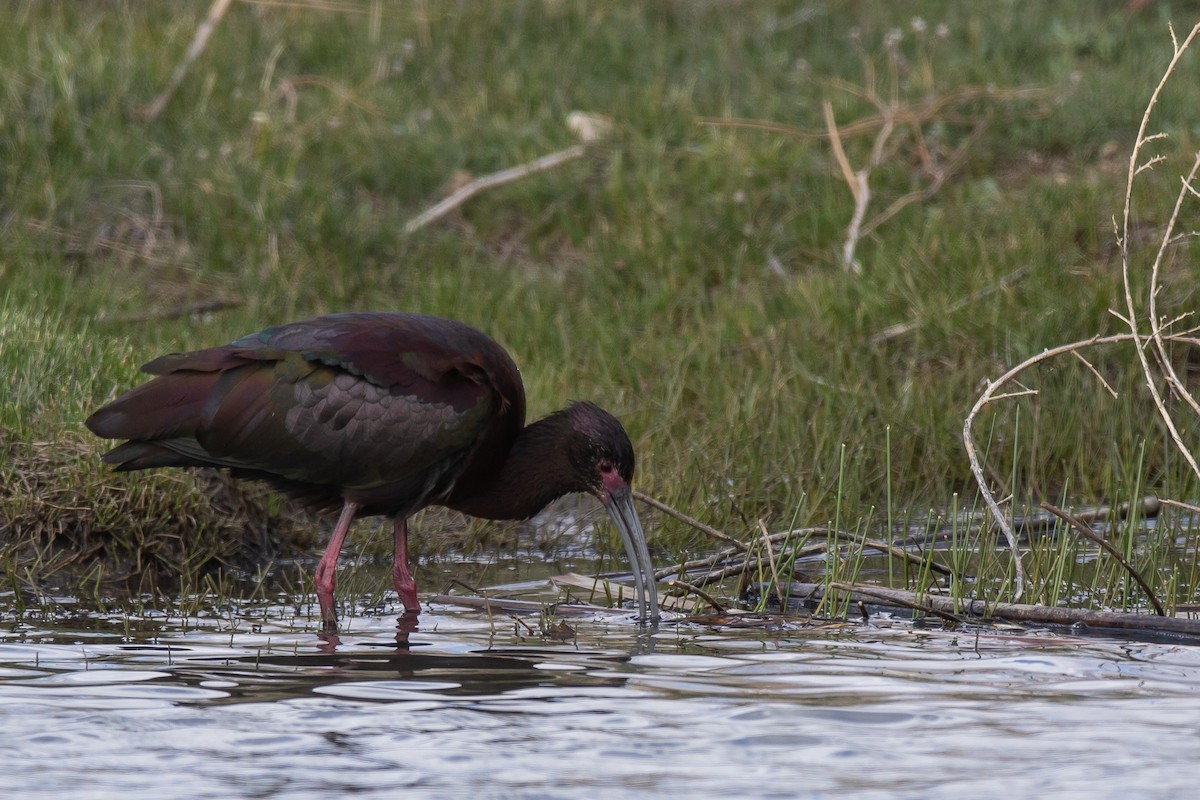 White-faced Ibis - ML618466821