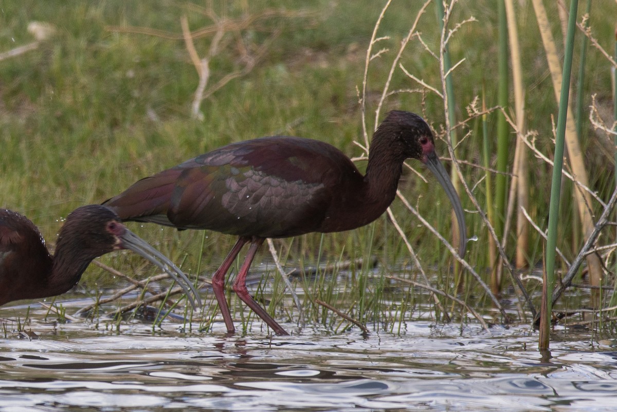 Ibis à face blanche - ML618466823