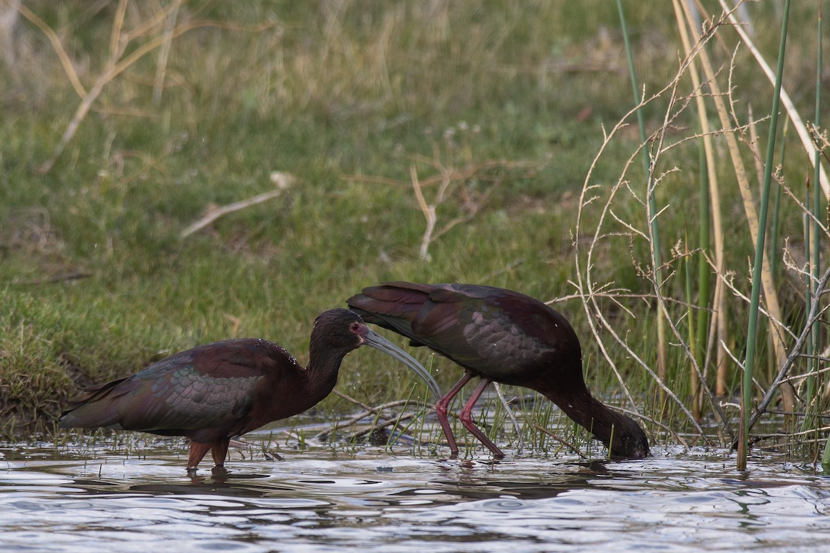 White-faced Ibis - ML618466825