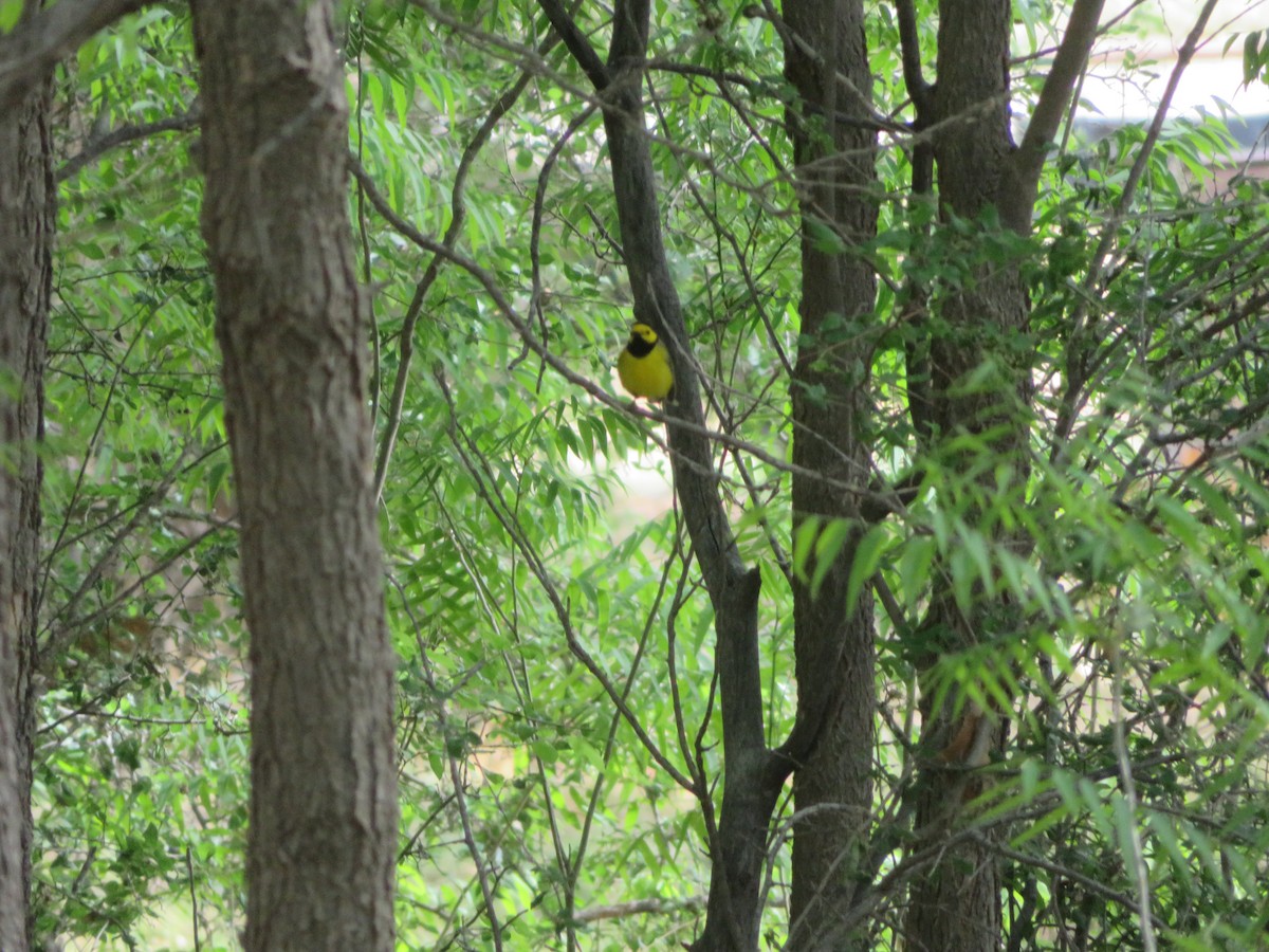 Hooded Warbler - ML618466857