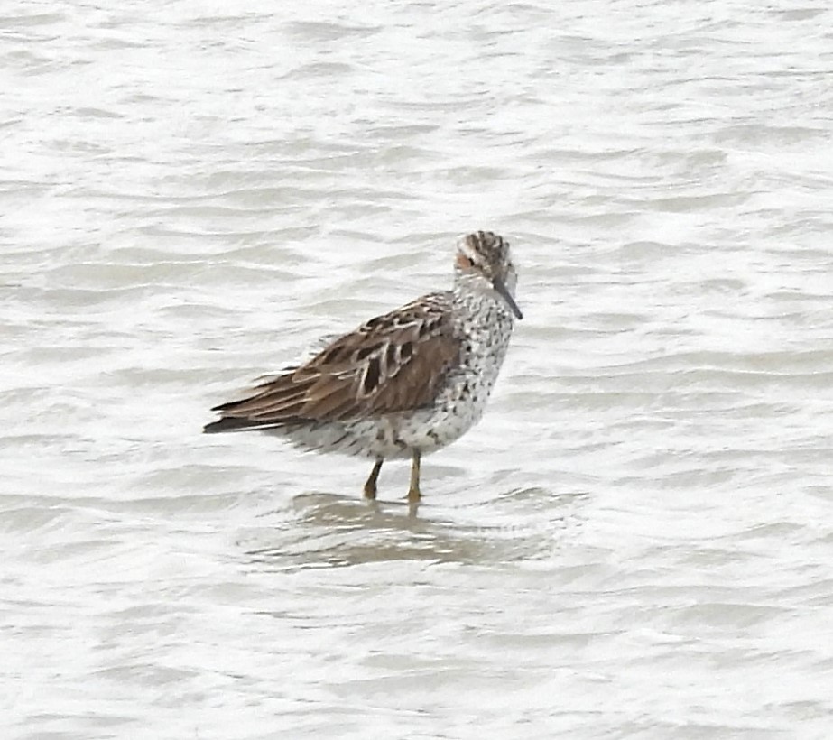 Stilt Sandpiper - ML618466866