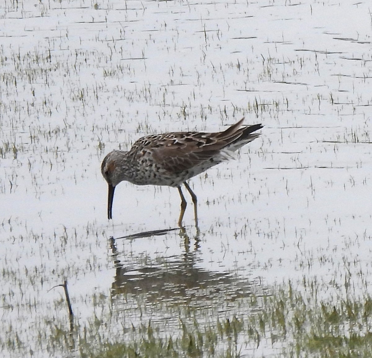 Stilt Sandpiper - ML618466867