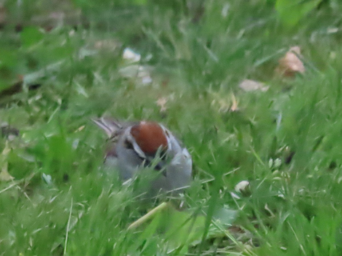 Chipping Sparrow - Ursula  Mitra