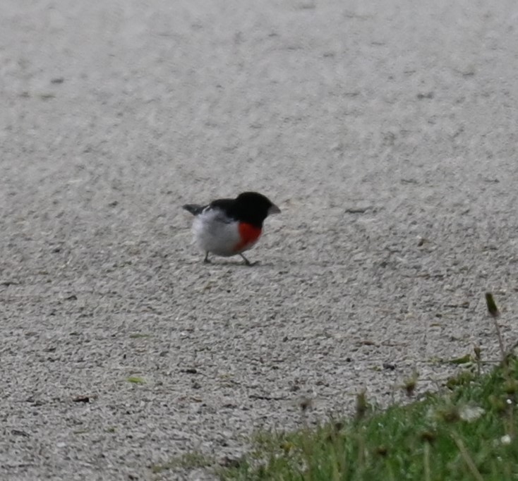 Rose-breasted Grosbeak - Robert Perez