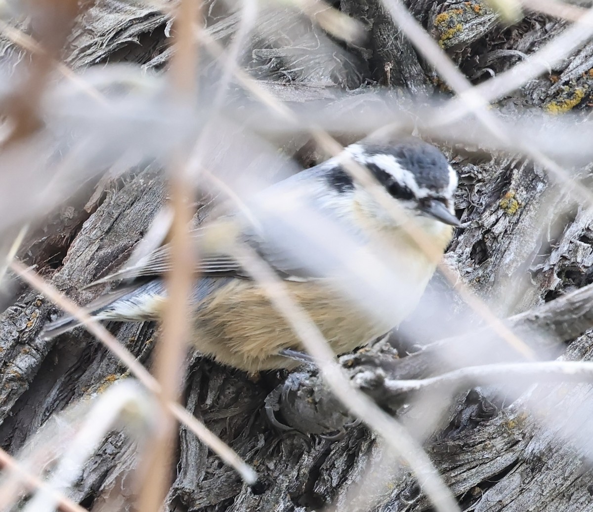 Red-breasted Nuthatch - ML618466909