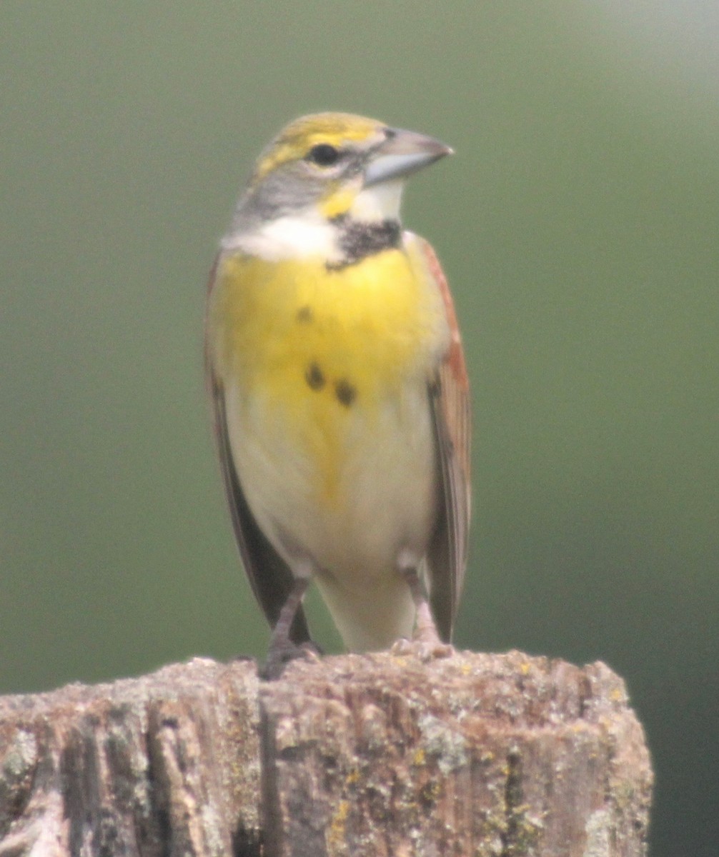 Dickcissel - ML618466922