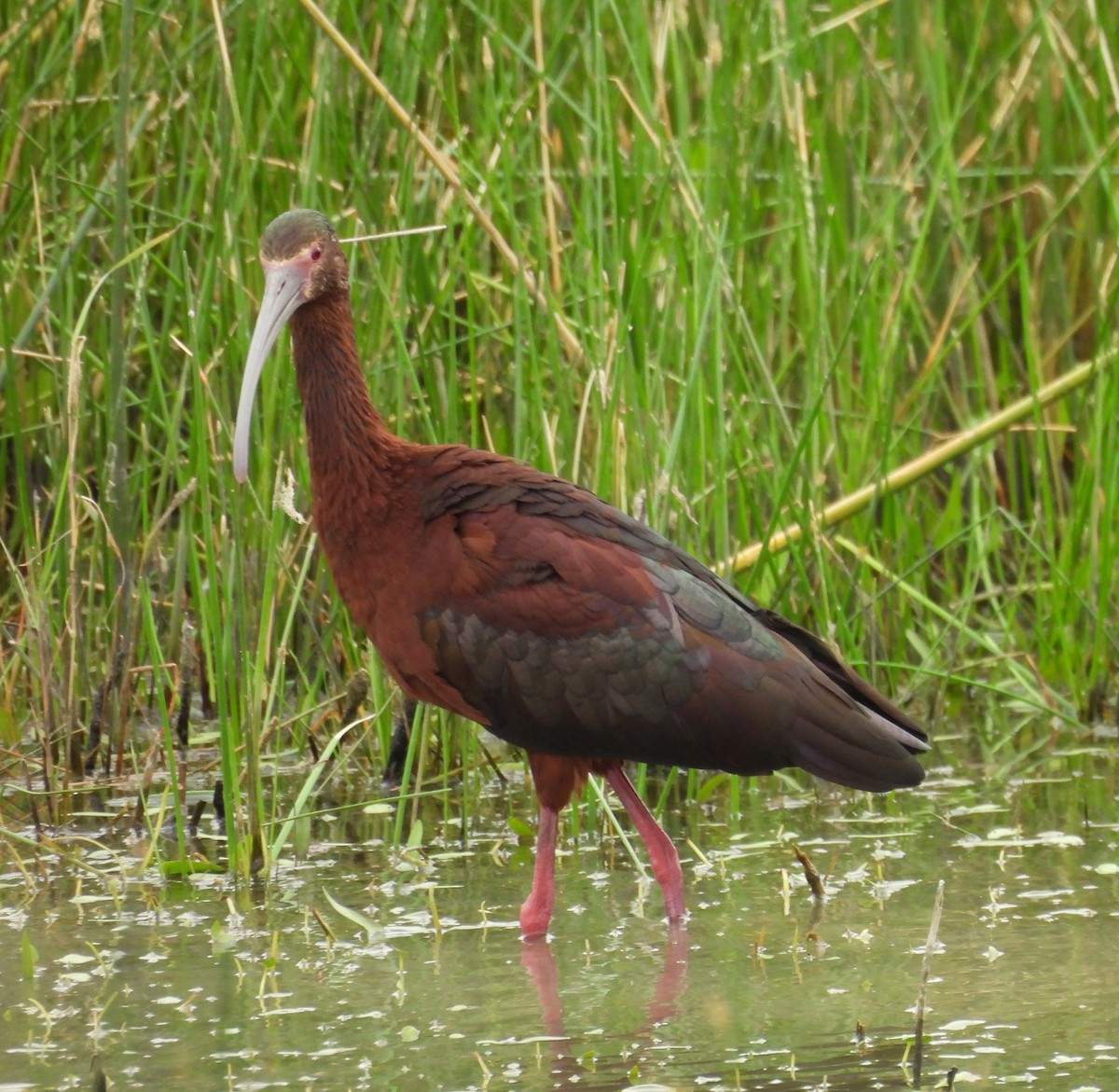 Ibis à face blanche - ML618466937