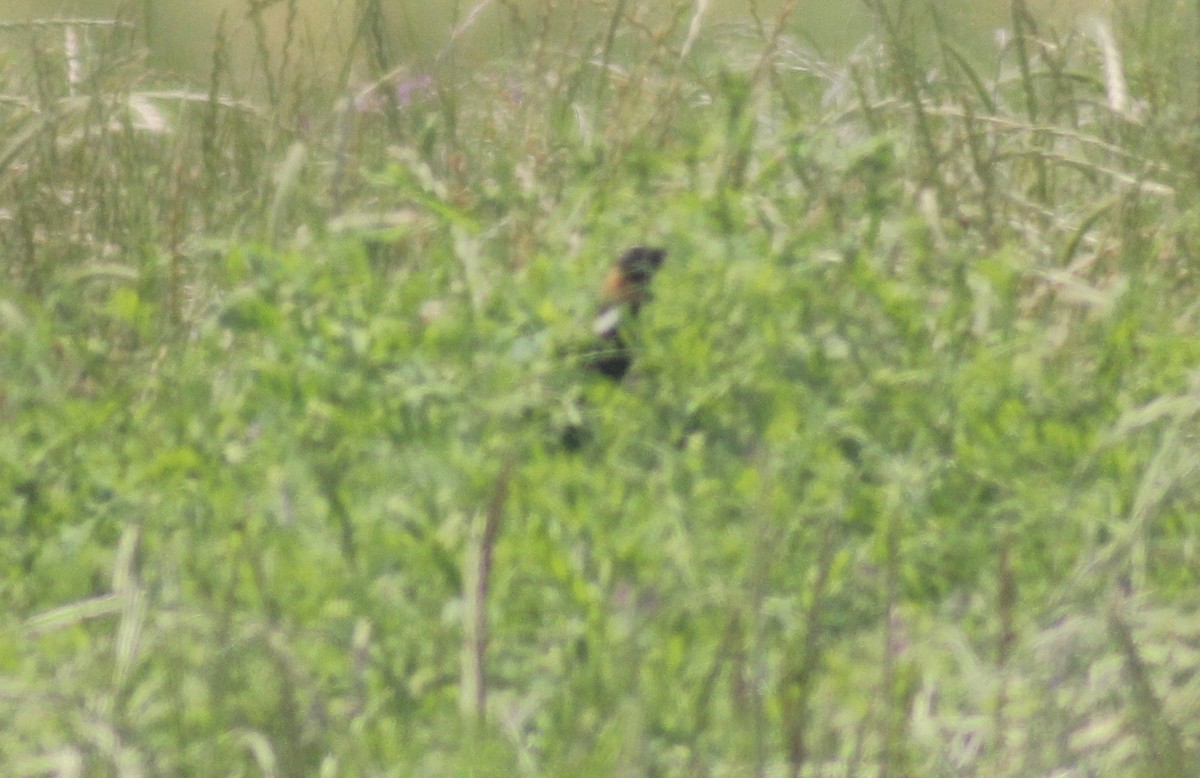 bobolink - ML618466938