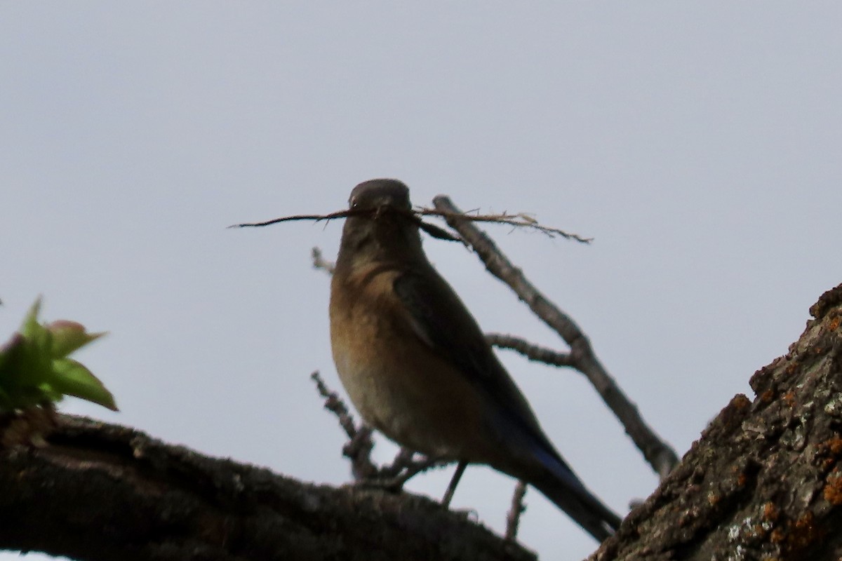 Western Bluebird - Maren Smith