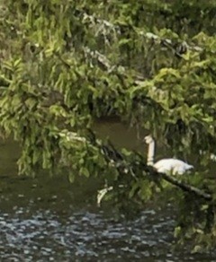 Trumpeter Swan - ML618466970