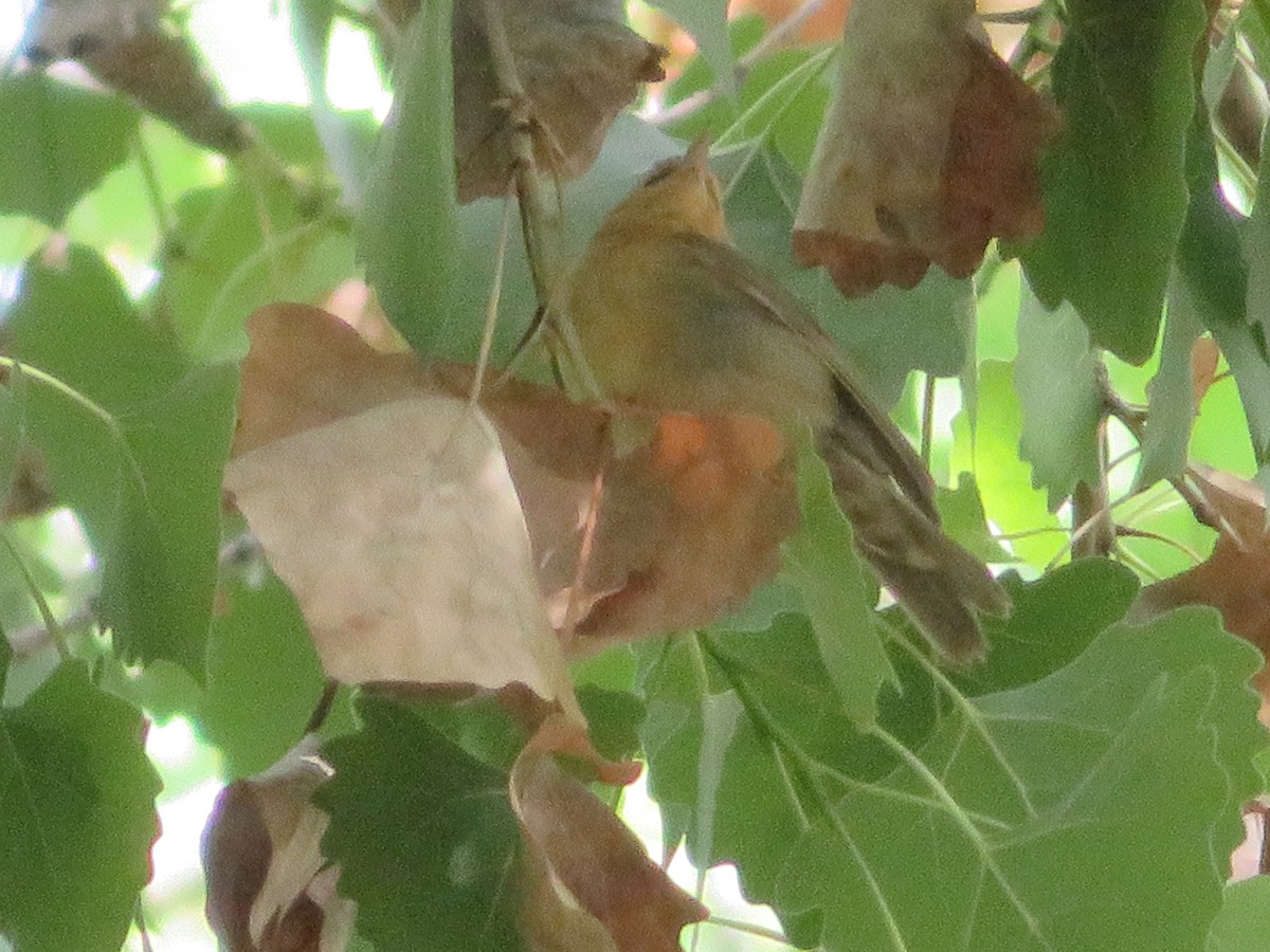 Worm-eating Warbler - ML618467000