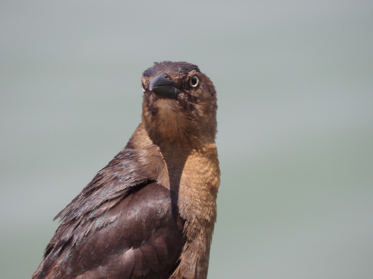 Great-tailed Grackle (Great-tailed) - ML618467006