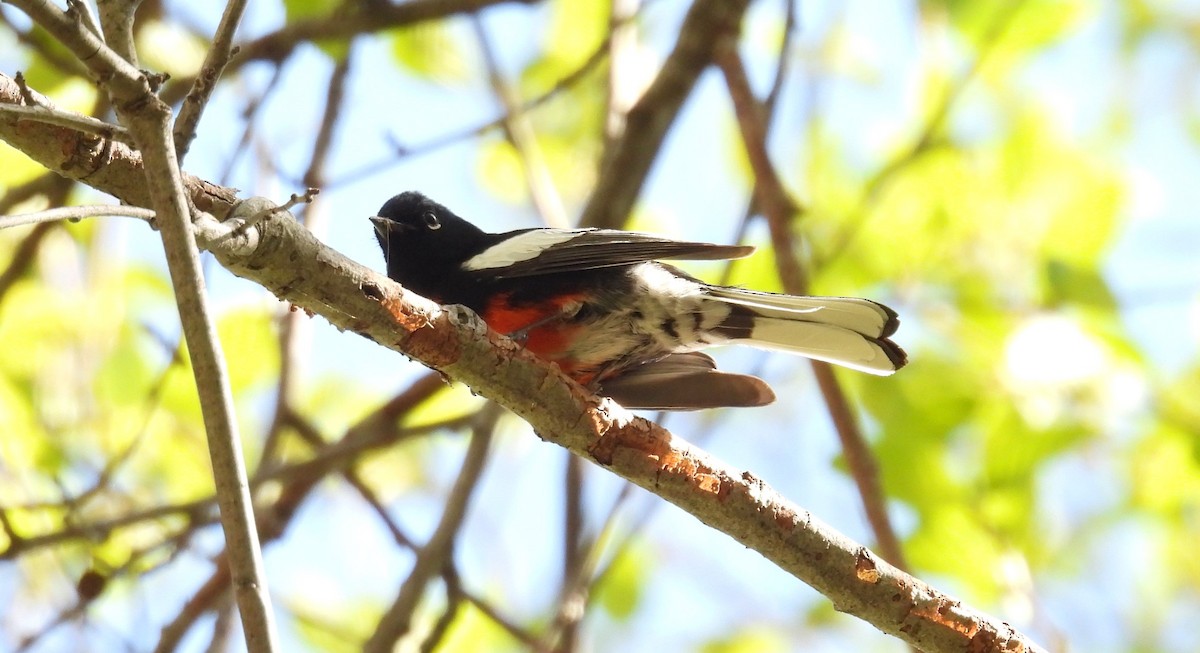 Painted Redstart - Tonie Hansen