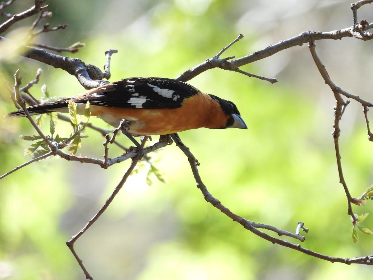 Cardinal à tête noire - ML618467060