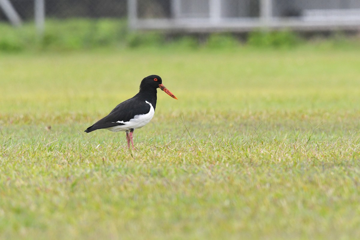 Pied Oystercatcher - Nathan  Ruser