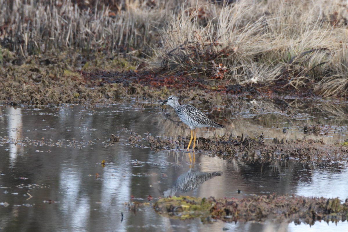 Greater Yellowlegs - ML618467074